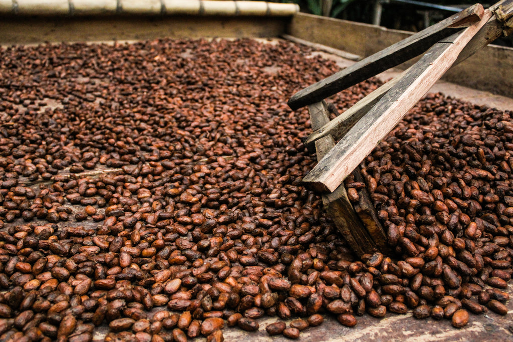 Lua: Entre la Luna, Cacaos y Chocolate