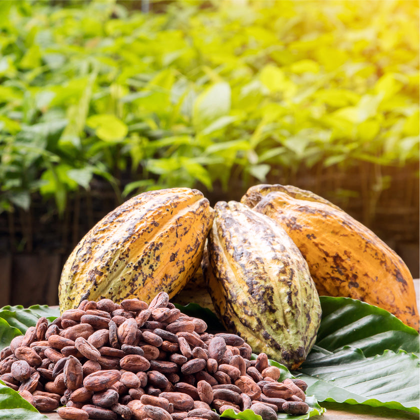 ¿Chocolate Belga? - Mitos y Verdades