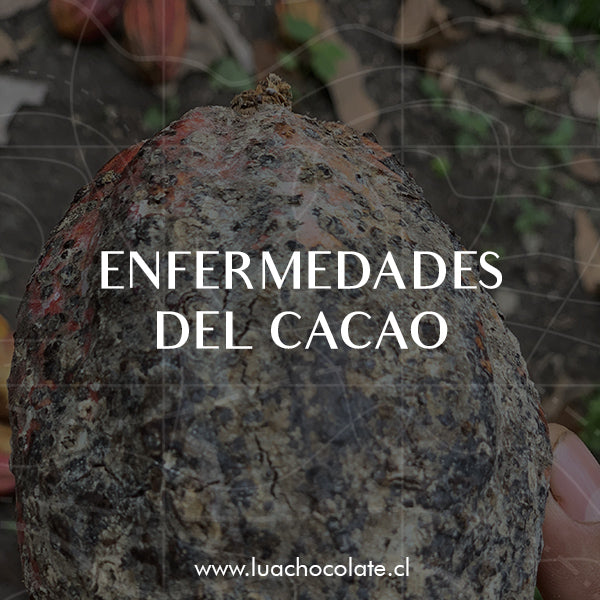 Enfermedades del Cacao