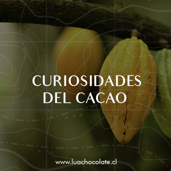 Curiosidades del Cacao (¡Y del Chocolate!)